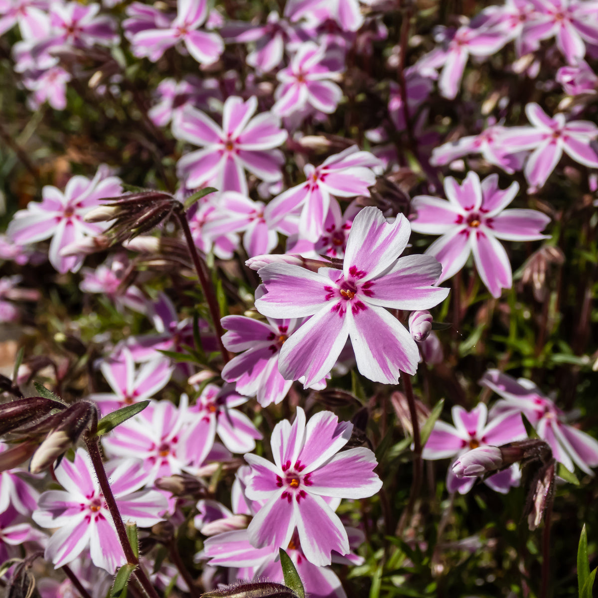 Phlox - Vlambloem Candy Stripes - Phlox subulata Candy Stripes
