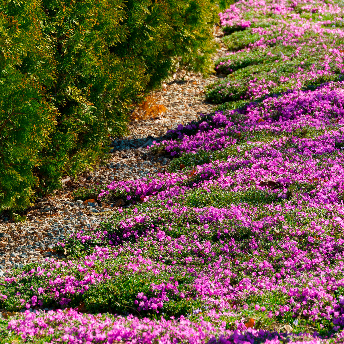 Phlox subulata Mcdaniels Cushion - Vlambloem McDaniel's Cushion - Phlox