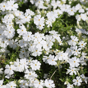 Phlox subulata White Delight - Vlambloem White Delight - Phlox