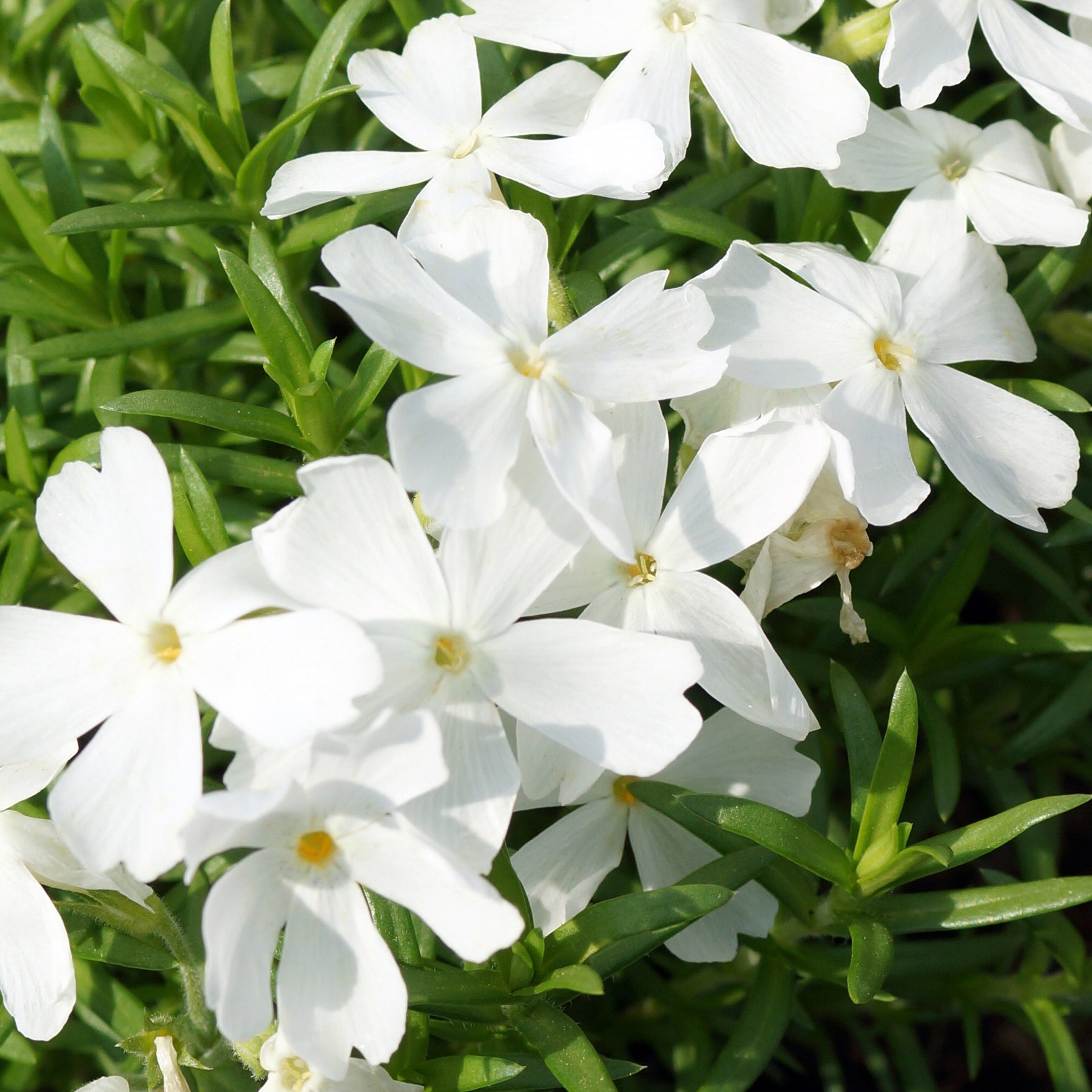 Vlambloem White Delight - Phlox subulata White Delight - Willemse