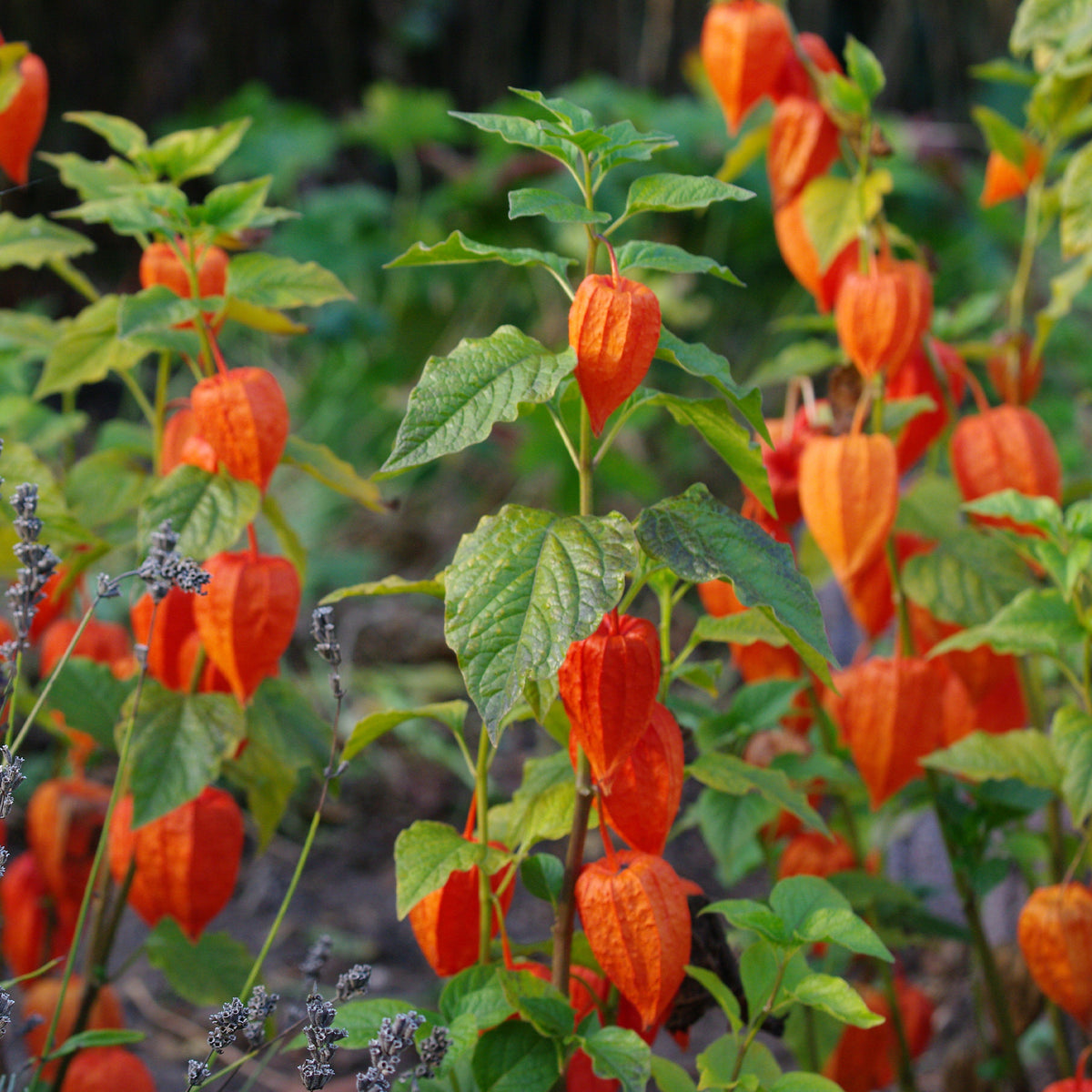 Goudbes 'Gigantea' - Physalis franchetii gigantea (alkekengi) - Willemse