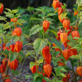 Goudbes 'Gigantea' - Physalis franchetii gigantea (alkekengi) - Willemse