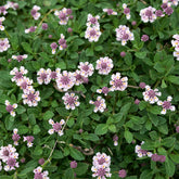 Kruipende verbena - Phyla nodiflora - Willemse