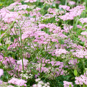 Bevernel - Pimpinella major rosea - Willemse