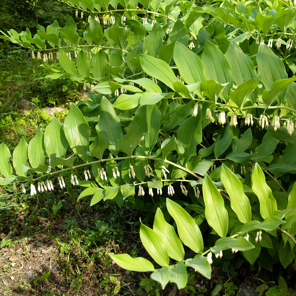 Gewone salomonszegel - Polygonatum multiflorum - Willemse