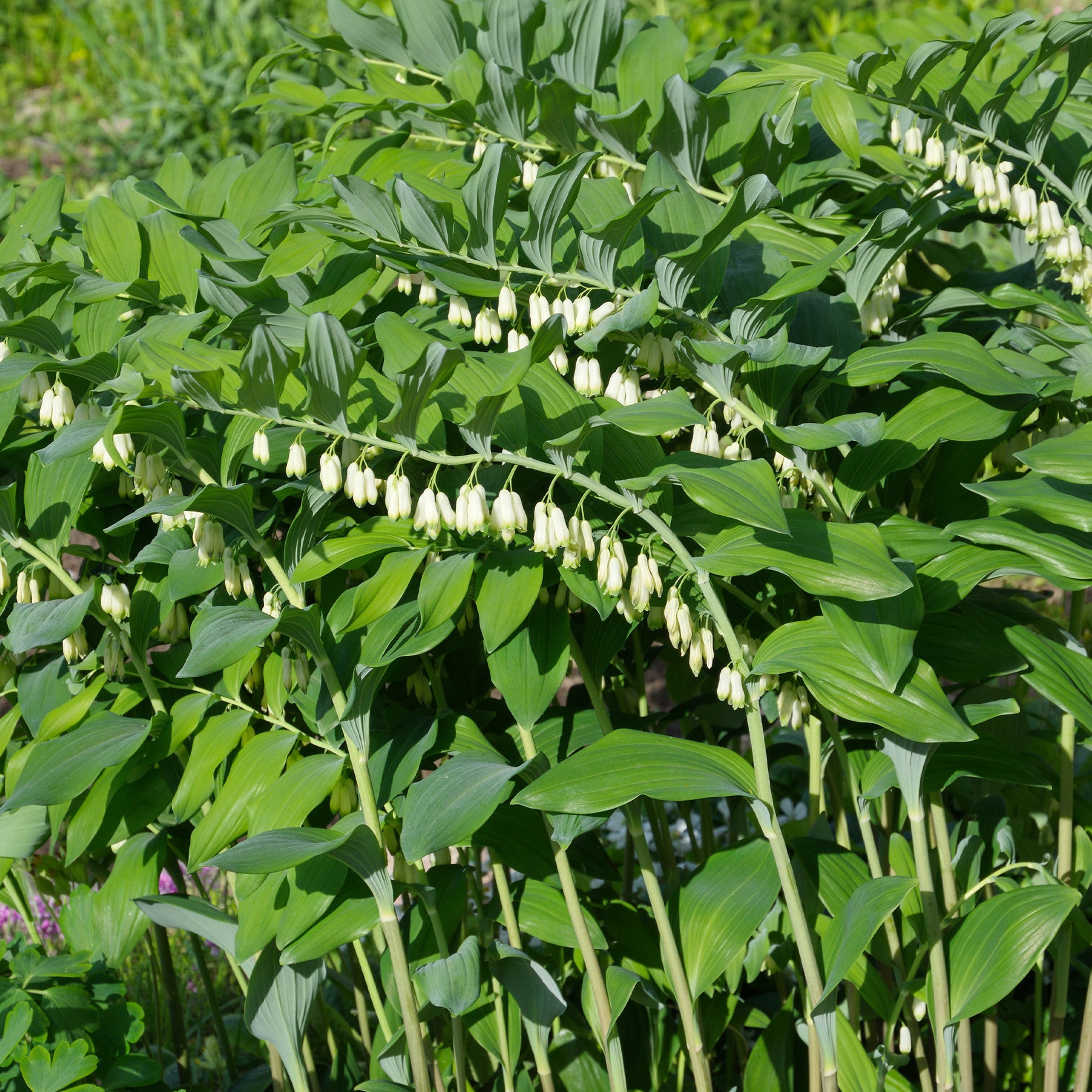 Gewone salomonszegel - Willemse