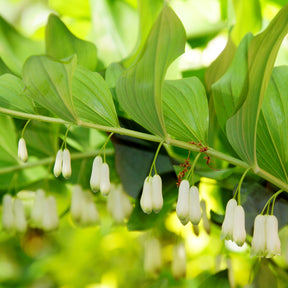 Vaste planten - Gewone salomonszegel - Polygonatum multiflorum