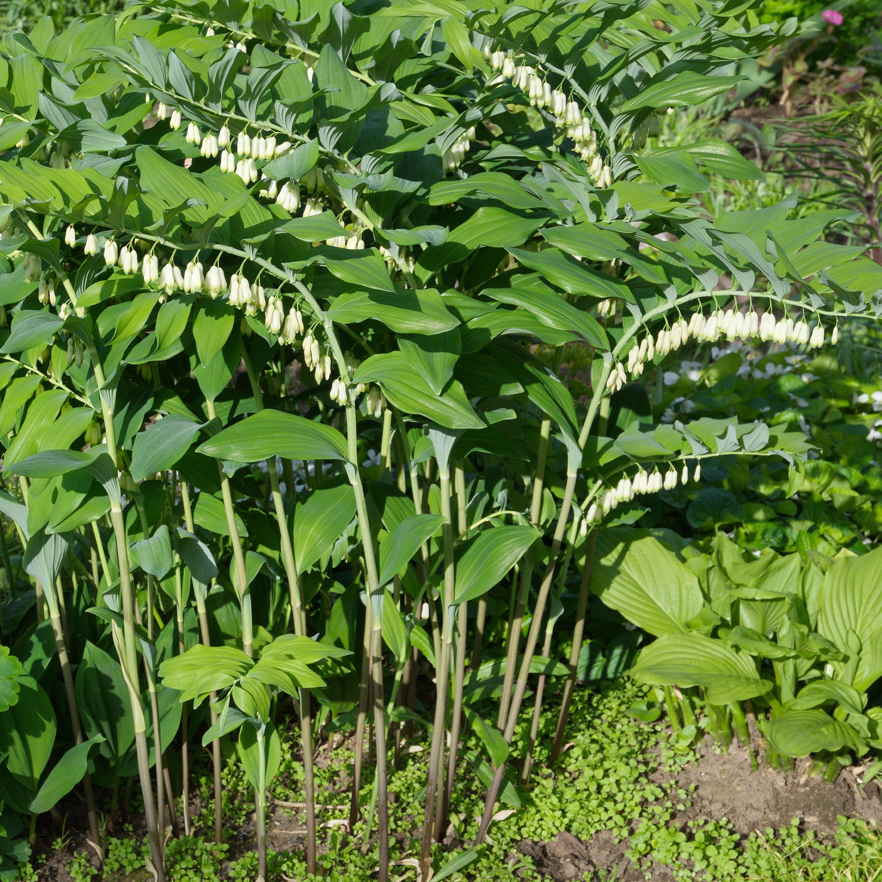 Polygonatum multiflorum - Gewone salomonszegel - Vaste planten