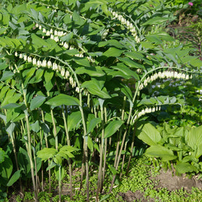 Polygonatum multiflorum - Gewone salomonszegel - Vaste planten