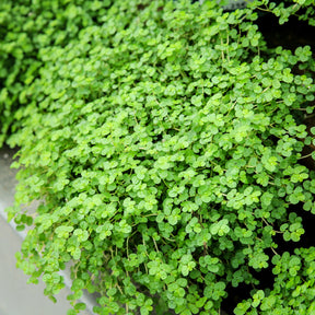 Soleirolia soleirolii / Slaapkamergeluk - Pratia angulata - Willemse