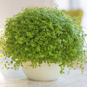 Soleirolia soleirolii / Slaapkamergeluk - Willemse