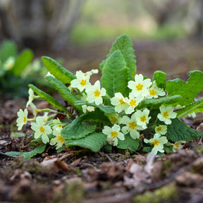 Sleutelbloem - Primula vulgaris - Willemse