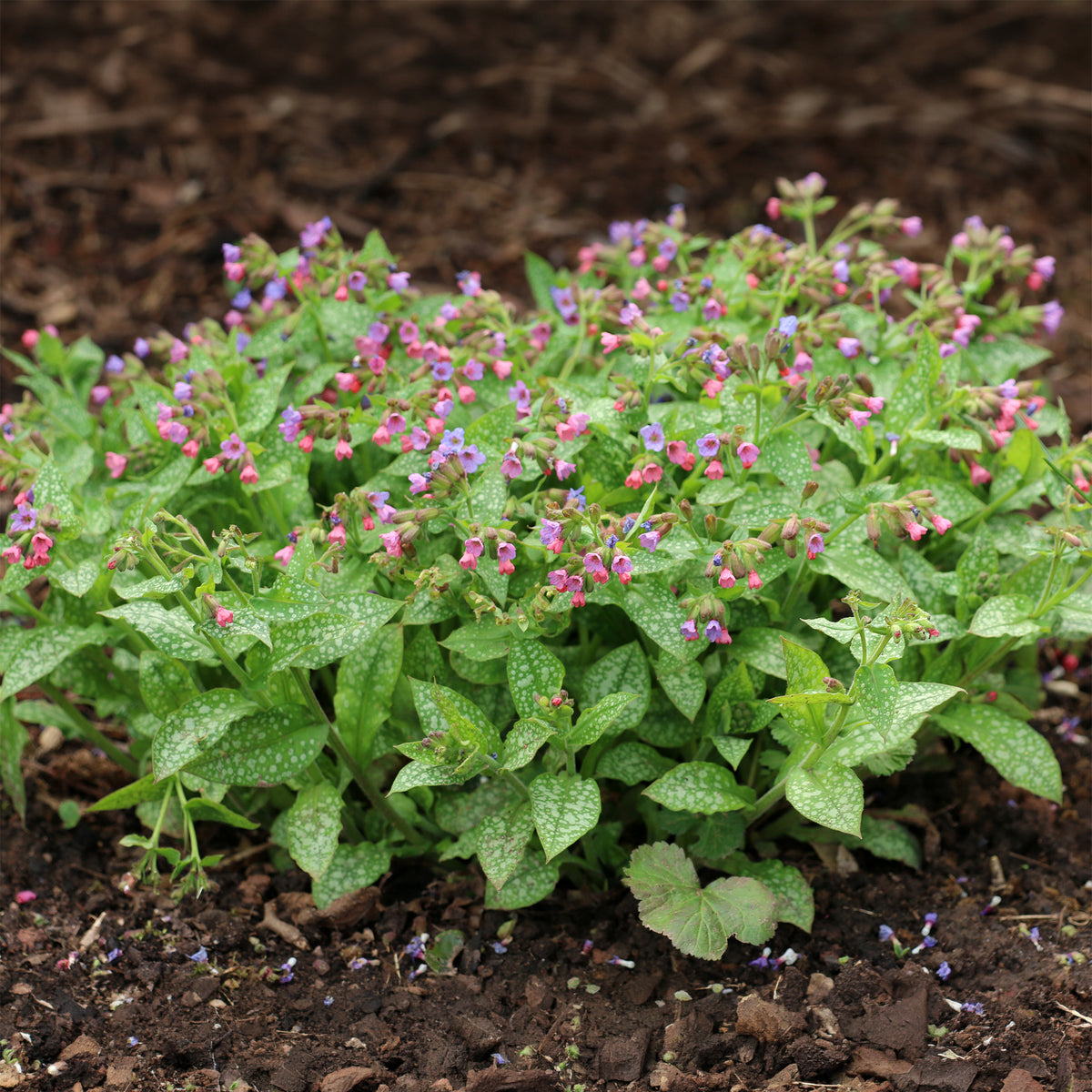 Longkruid officinale - Pulmonaria officinalis - Willemse