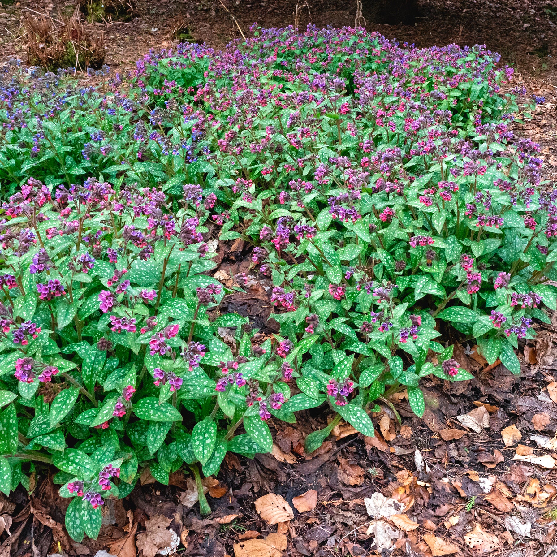 Longkruid officinale - Willemse