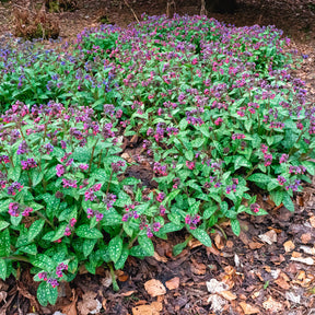 Longkruid officinale - Willemse