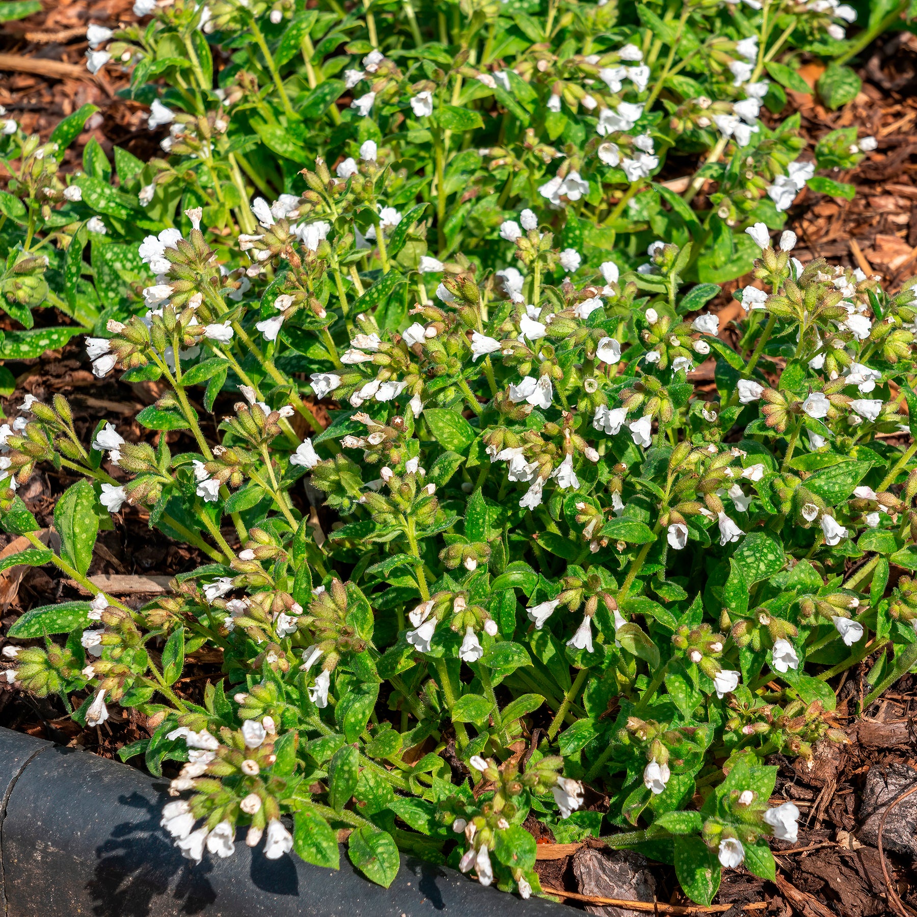 Longkruid Sissinghurst White - Willemse