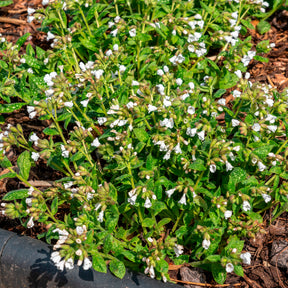 Longkruid Sissinghurst White - Willemse