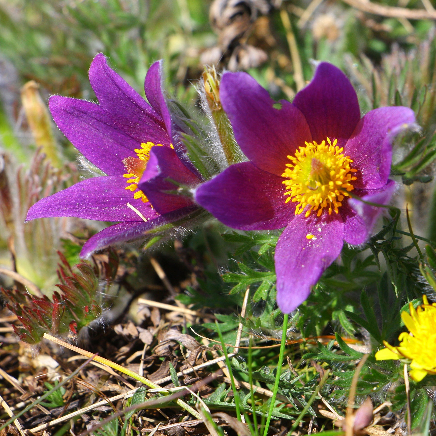 Wildemanskruid - Pulsatilla vulgaris - Willemse