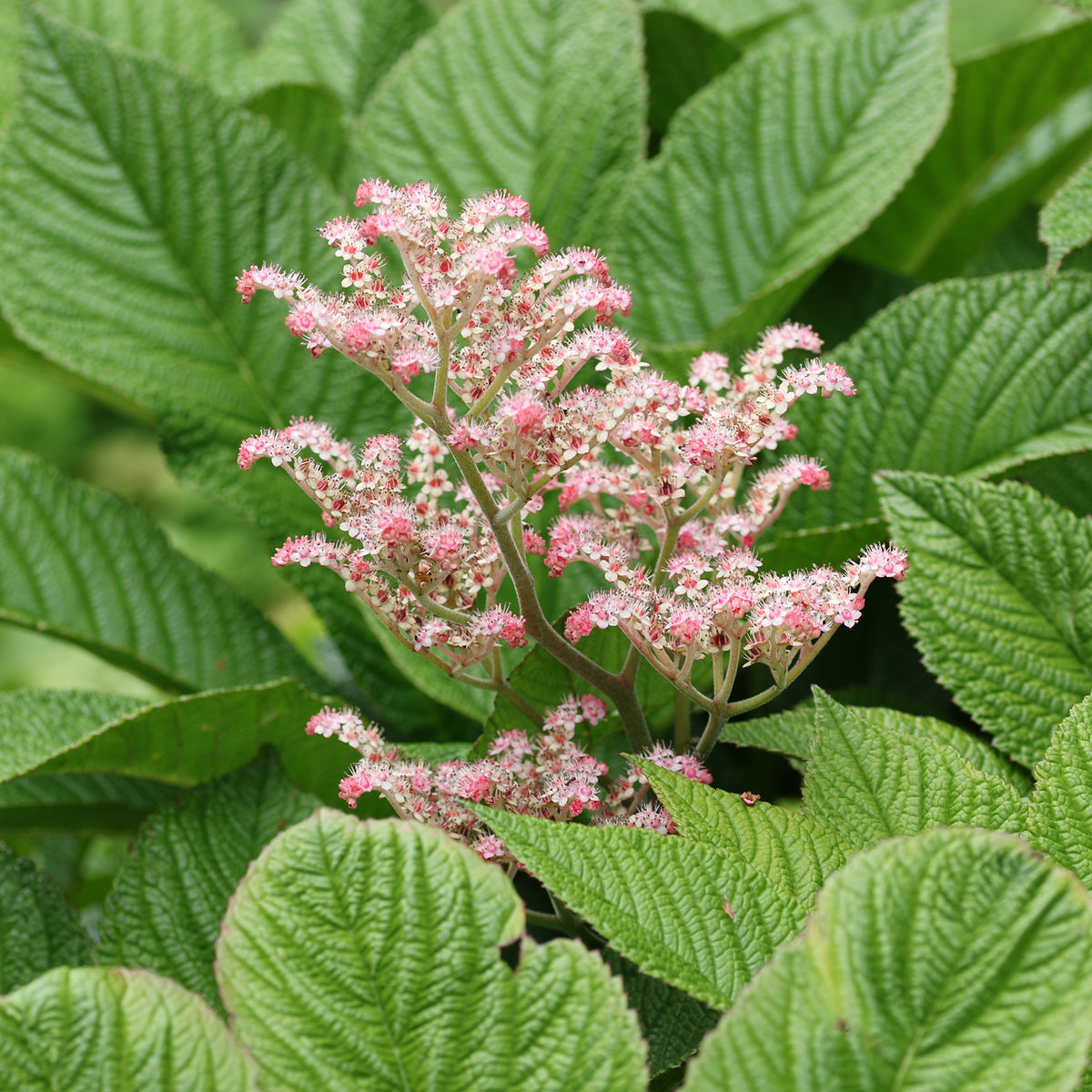 Kastanjebladige astilbe - Rodgersia aesculifolia - Willemse