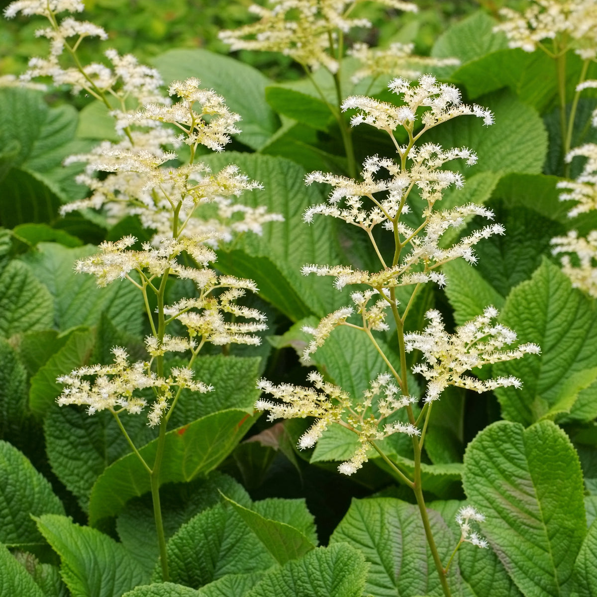 Kastanjebladige astilbe - Willemse