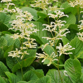 Kastanjebladige astilbe - Willemse