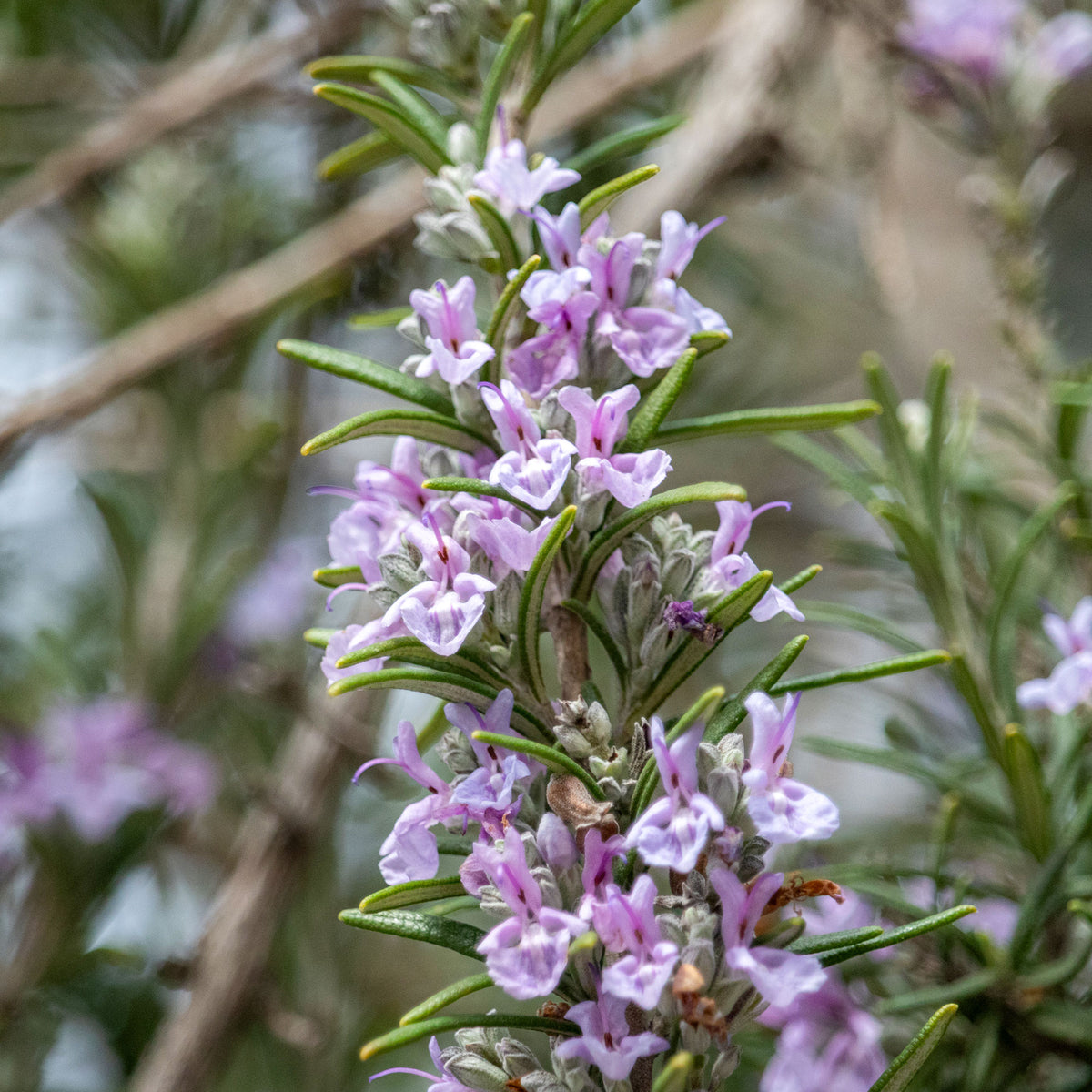 Rozemarijn 'Majorca Pink' - Willemse