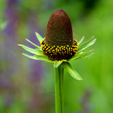 Zonnehoeds occidentale Green Wizard - Rudbeckia occidentalis Green Wizard - Willemse
