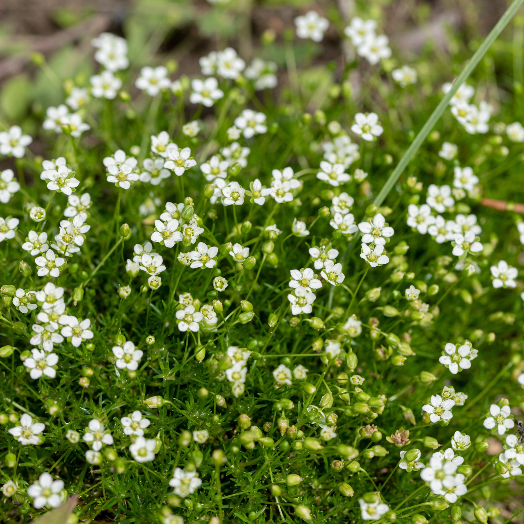 Verkoop Vetmuur - Sagina subulata