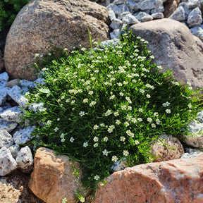Bodembedekkers - Vetmuur - Sagina subulata