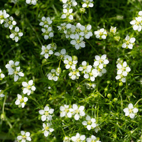 Sagina subulata - Vetmuur - Bodembedekkers