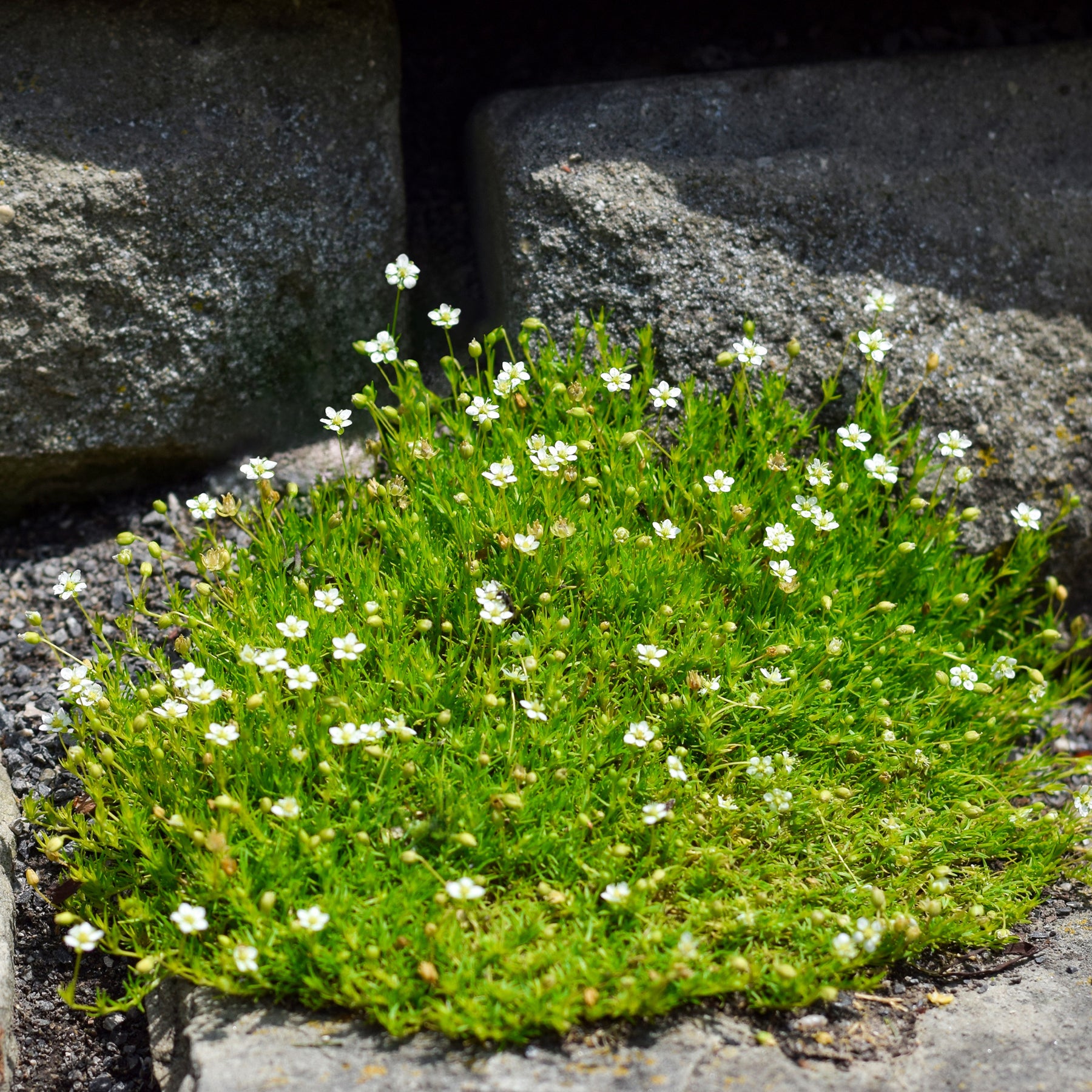 Vetmuur - Sagina subulata - Willemse