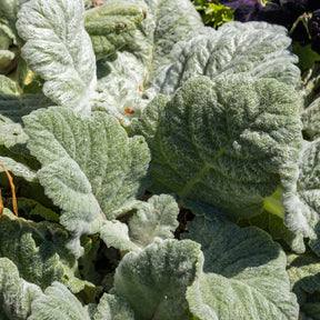 Verkoop Zilversalie - Salvia argentea