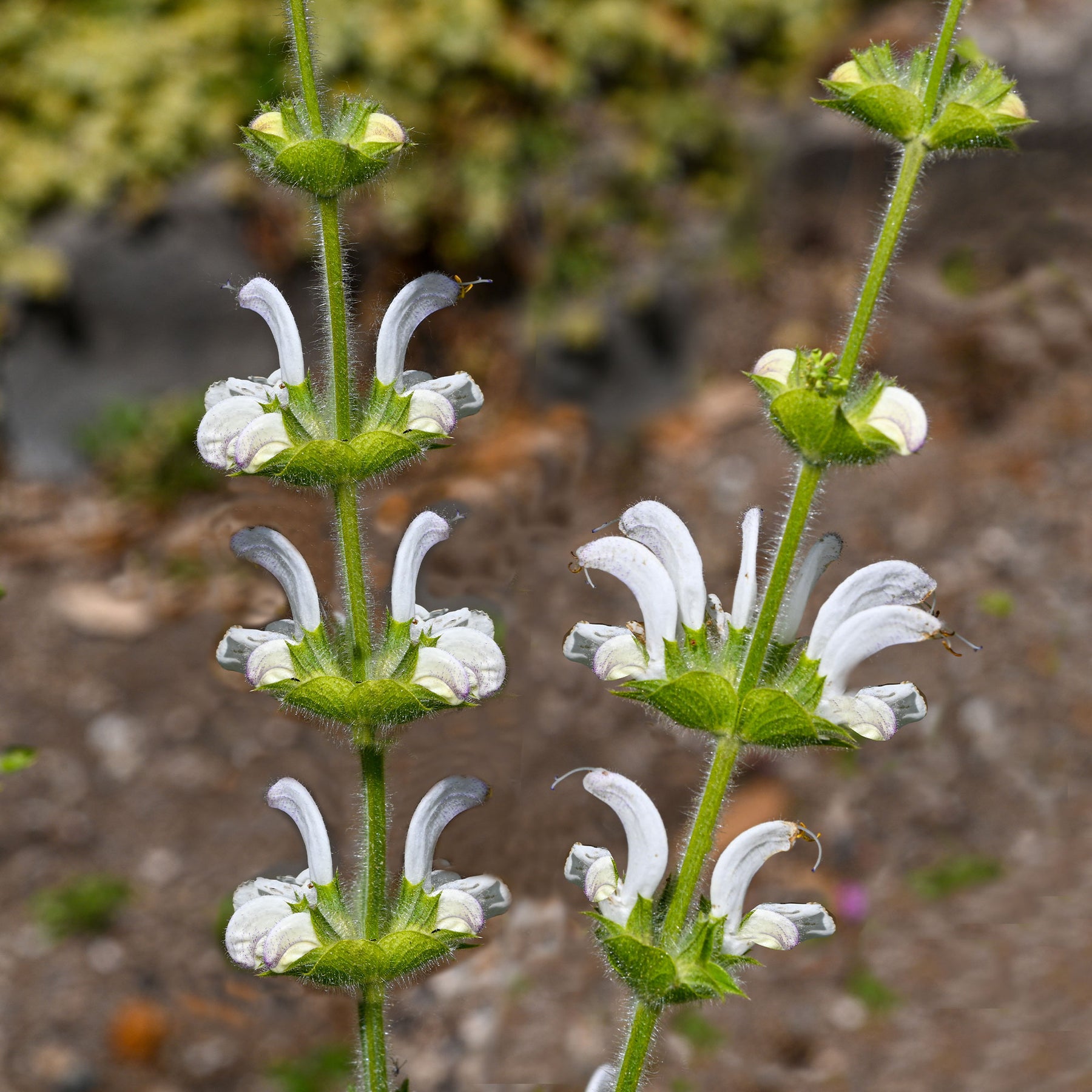 Salie - Zilversalie - Salvia argentea