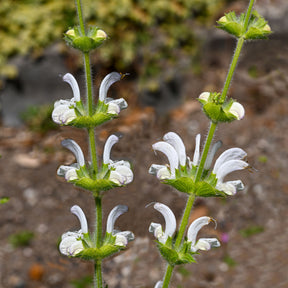 Salie - Zilversalie - Salvia argentea