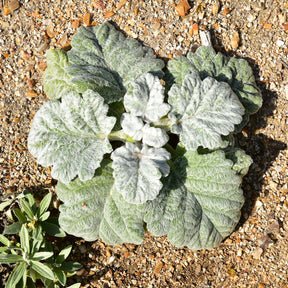 Salvia argentea - Zilversalie - Salie