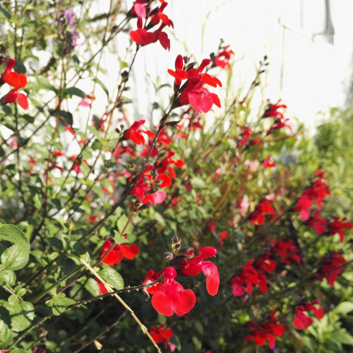 Salie 'Royal Bumble' - Salvia royal bumble - Willemse