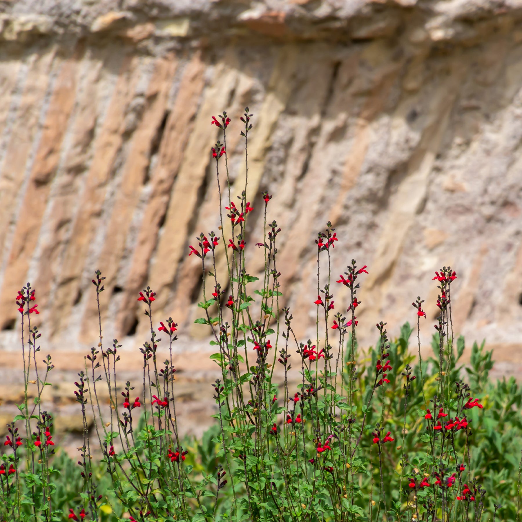 Salvia royal bumble - Salie 'Royal Bumble' - Salie