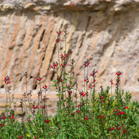 Salvia royal bumble - Salie 'Royal Bumble' - Salie