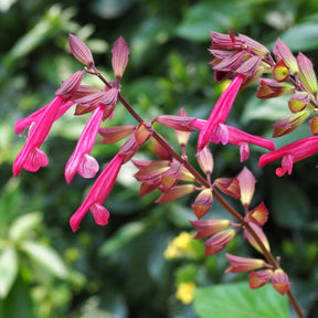 Salvia Wendy's Wish - Siersalie Wendys Wish - Salie