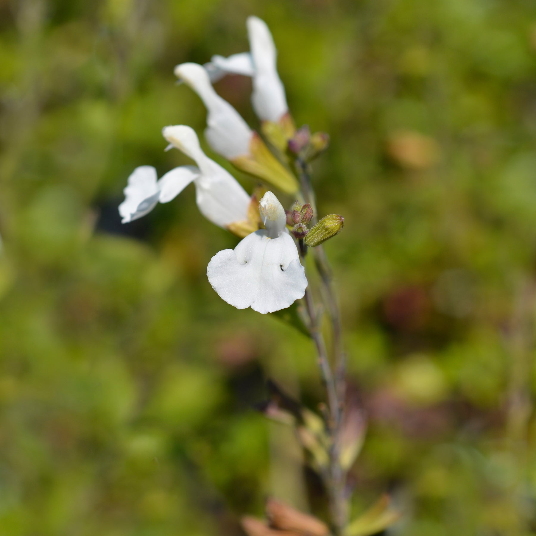 Siersalie Gletsjer - Salvia microphylla Gletsjer - Willemse