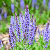 Salvia nemorosa blauhügel - Siersalie Blauhügel - Salie