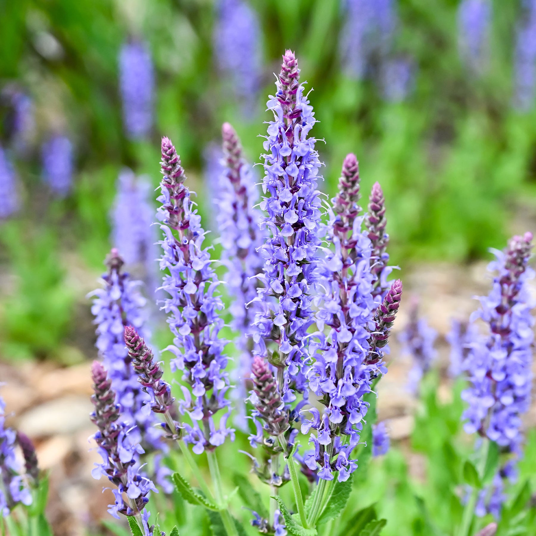 Salvia nemorosa blauhügel - Siersalie Blauhügel - Salie