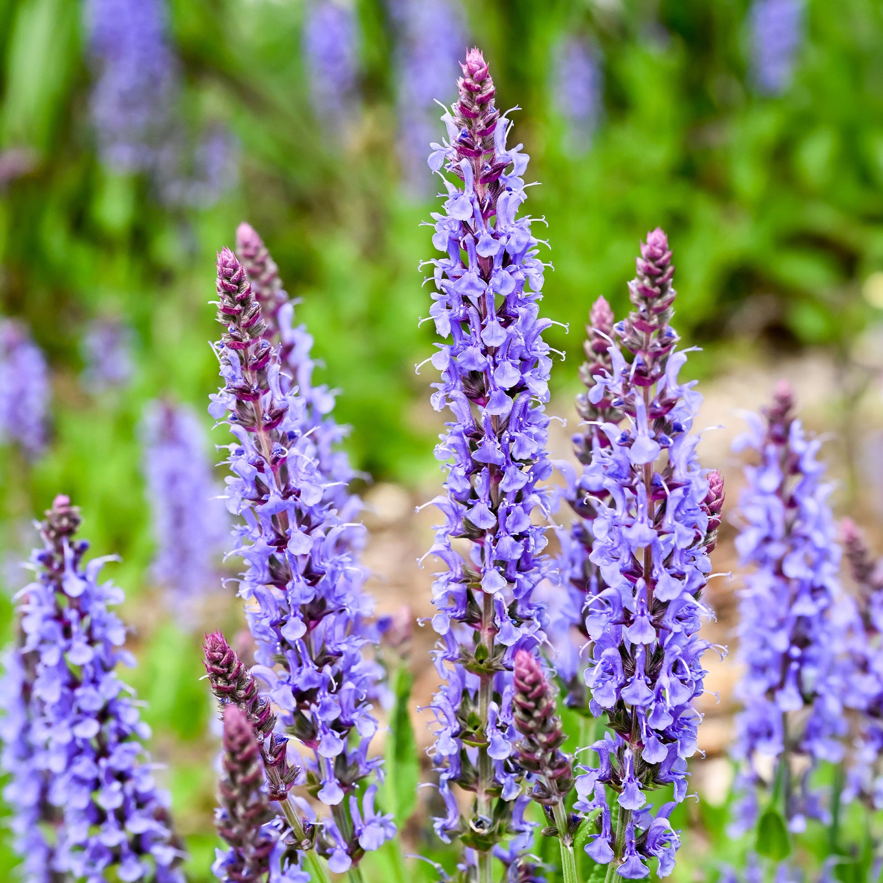 Siersalie Blauhügel - Willemse