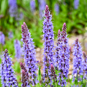 Siersalie Blauhügel - Willemse