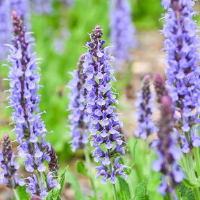 Siersalie Blauhügel - Salvia nemorosa blauhügel - Willemse