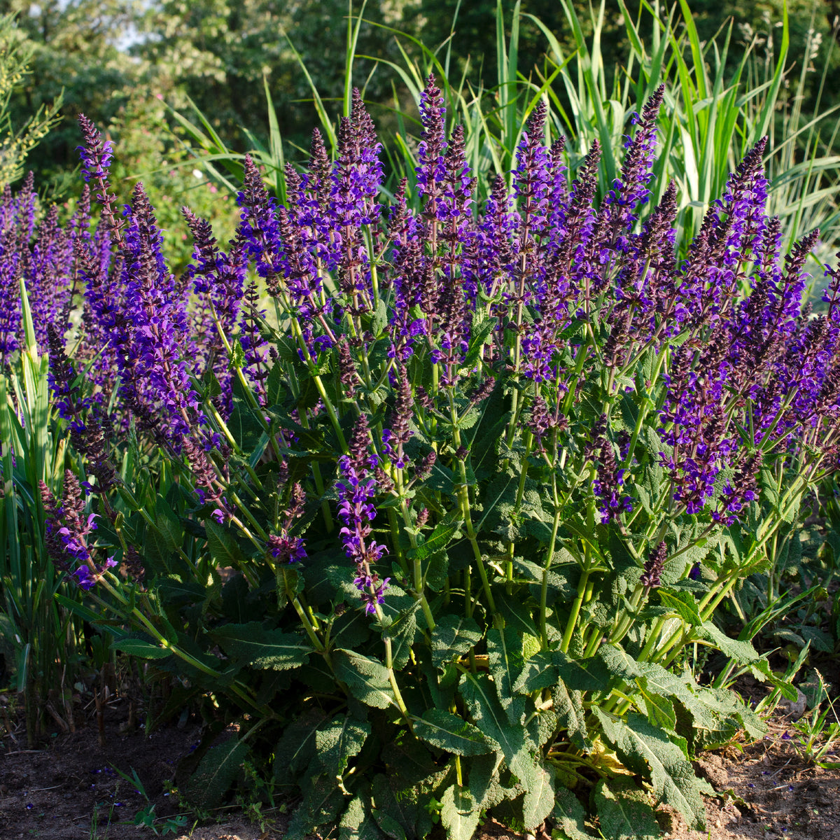 Siersalie Mainacht - Willemse