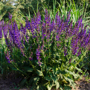 Siersalie Mainacht - Willemse