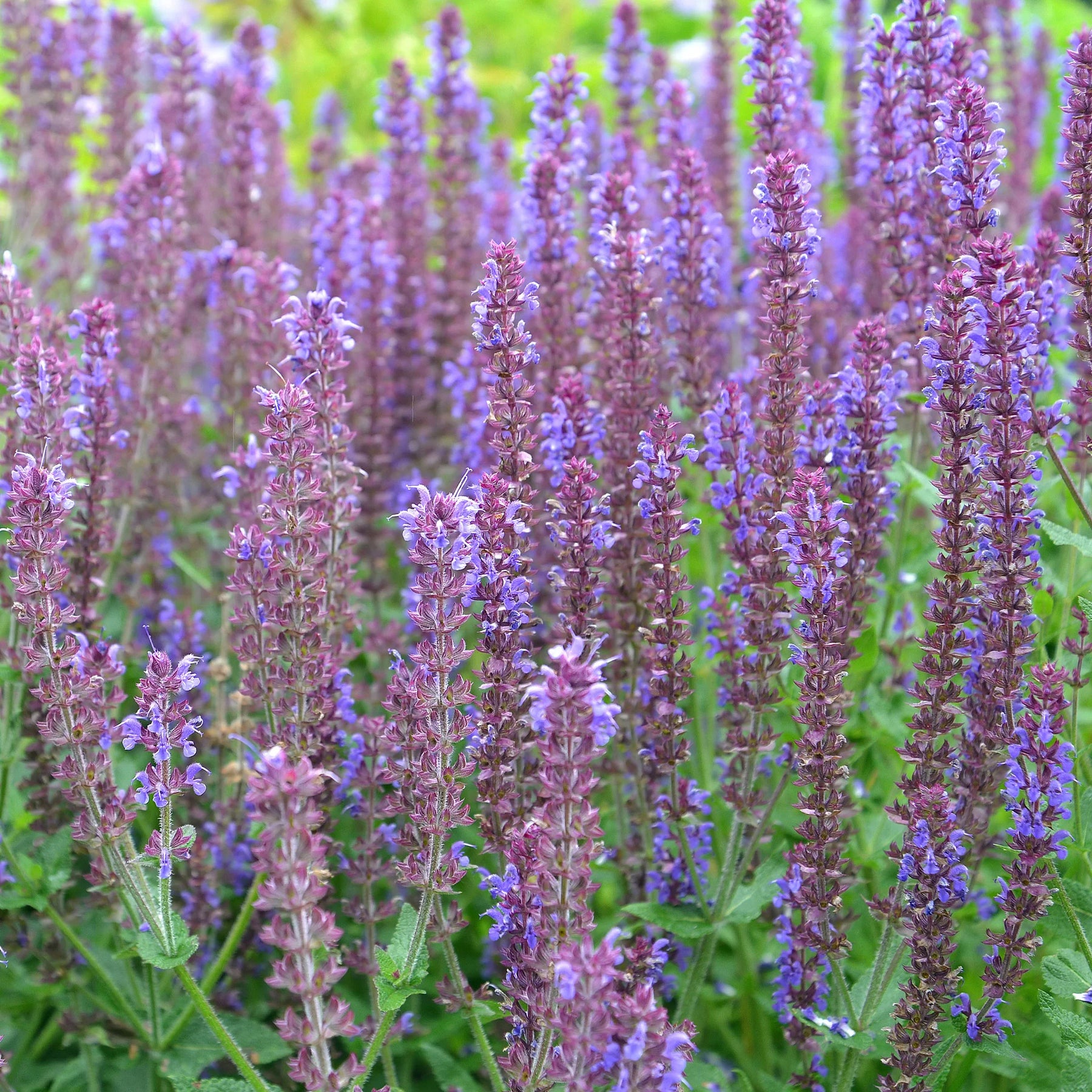 Bloeiende vaste planten - 5 vaste planten voor bloeiende border - Calamagrostis acutiflora,Molinia caerulea,Verbena bonariensis,Echinacea purpurea, Salvia nemorosa                    