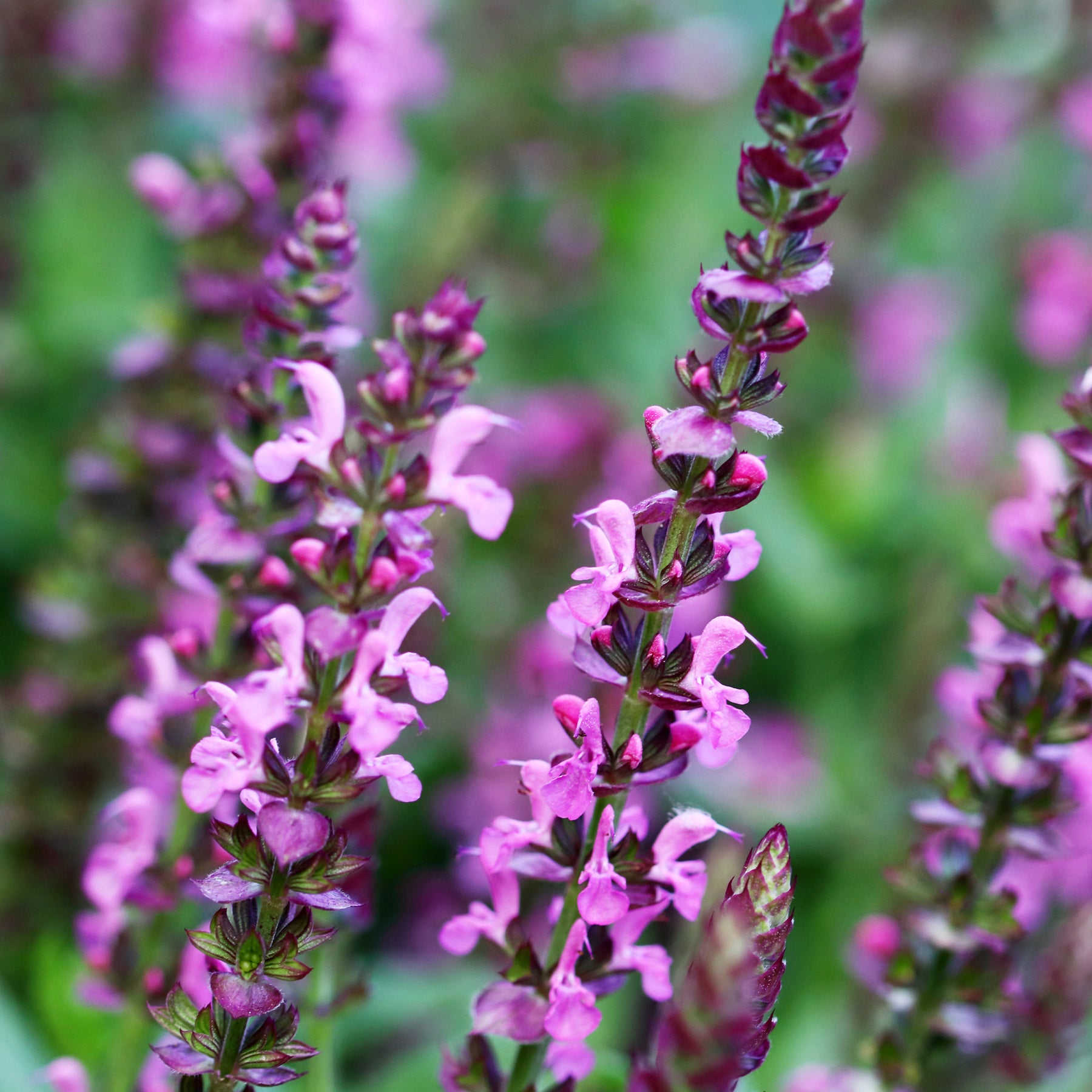 Salie - Bossalie 'Rose Queen' - Salvia nemorosa rose queen (rosakönigin)