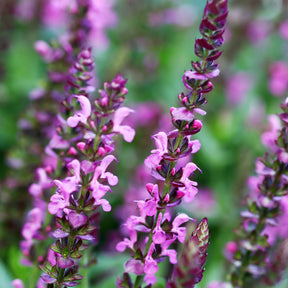Salie - Bossalie 'Rose Queen' - Salvia nemorosa rose queen (rosakönigin)